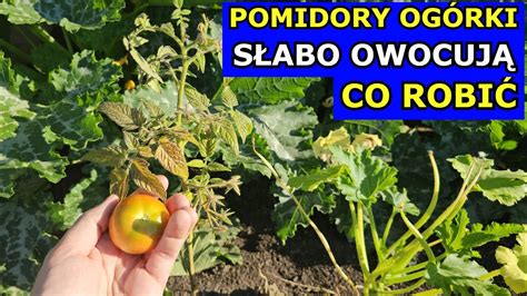 Pomidory S Abo Owocuj Marne Og Rki Nie Produkuj Owoc W Cukinia Nie