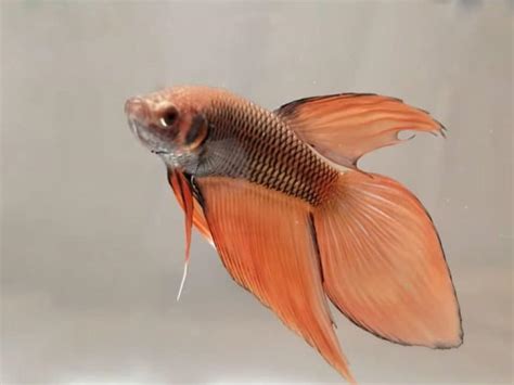 Veiltail Bettas Demystified: Care, Breeding, and More