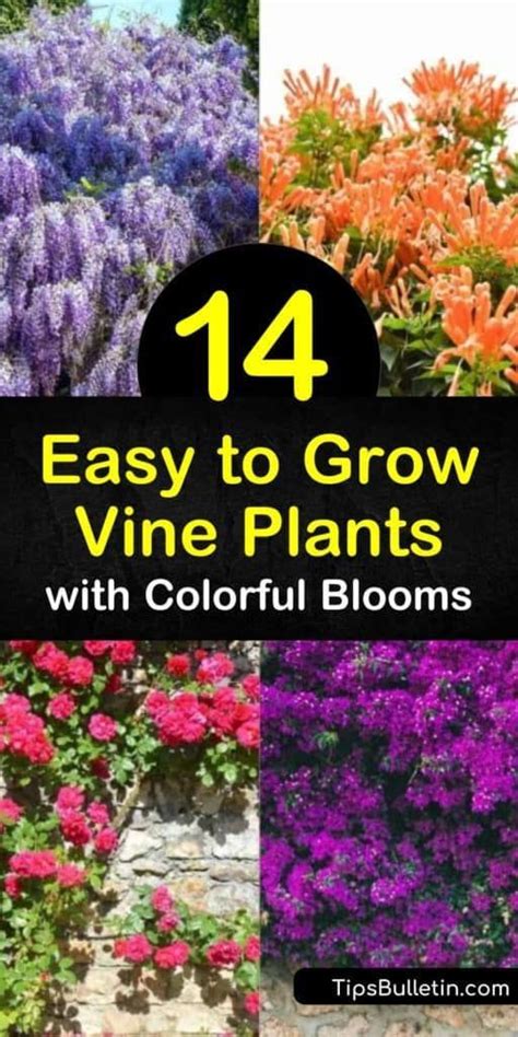 11 Flowering Vines That Grow In The Shade Artofit