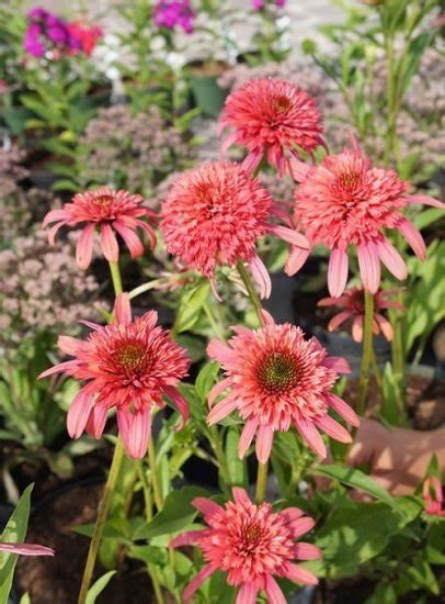 42 Types of Coneflower Varieties | Types of Echinacea