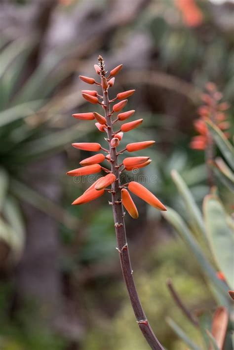 Planta Del Loe En La Floraci N Foto De Archivo Imagen De Verano