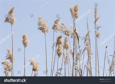 Marsh Plants Marsh Grass Stock Photo 629856077 | Shutterstock