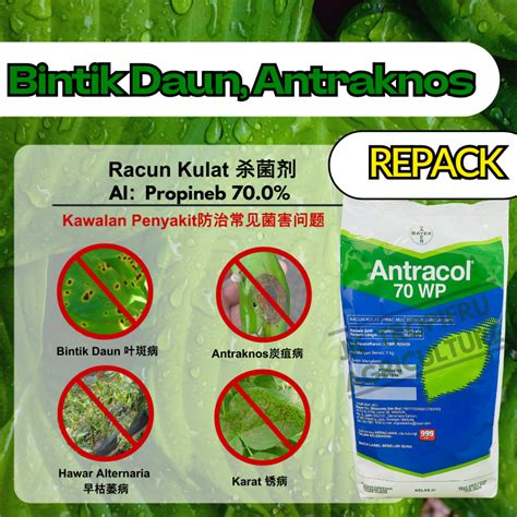 RepackAntracol 70 WP Fungicide Racun Kulat 菌药 ANZUJIN Sawi Cili