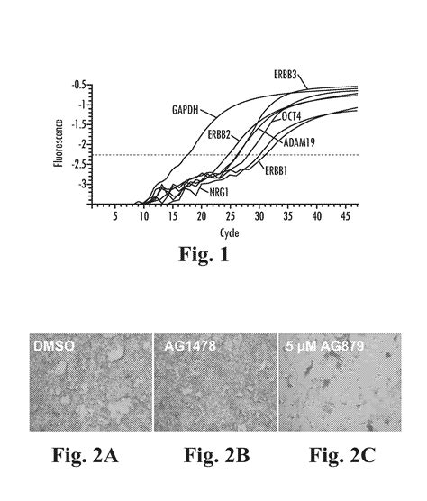 Scalable Primate Pluripotent Stem Cell Aggregate Suspension Culture And