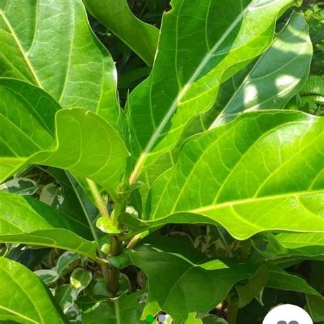 Jual Pohon Mengkudu Benih Herbal Hiasan Taman Shopee Indonesia