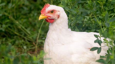 Troutman North Carolina Poultry Farm Case Farms Chicken Case Farms