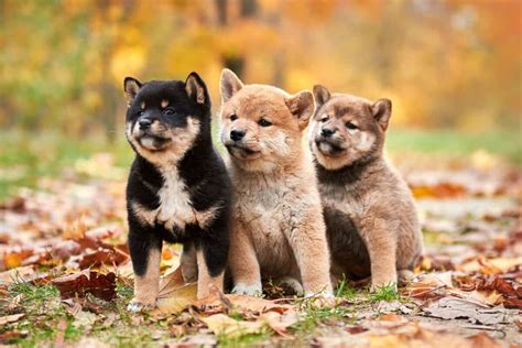 8 Shiba Inu Colors, Markings & Patterns (With Pictures)