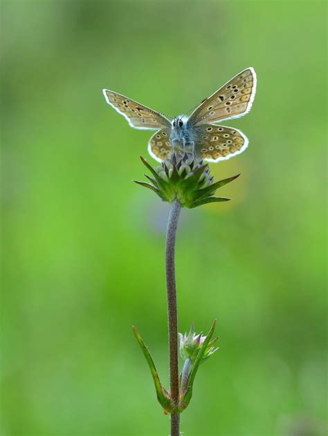 Common Blue Butterfly | Common blue butterfly, Beautiful butterflies ...