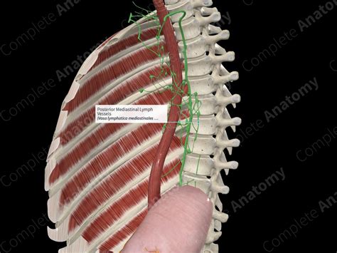 Posterior Mediastinal Lymph Vessels | Complete Anatomy