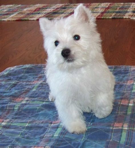 37 Top Photos Westie Puppies For Sale In Pa Cute Westie Puppies For