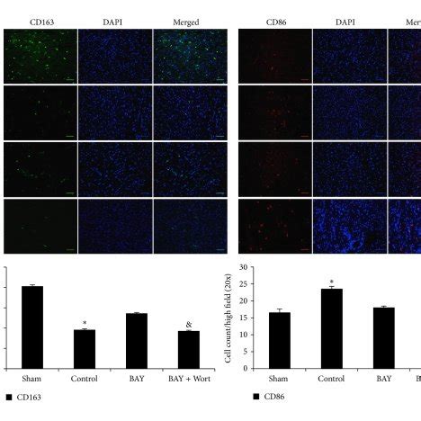 Cardiac Macrophages Polarization After Ir Injury There Are Mainly M