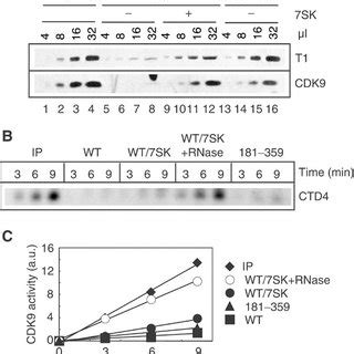 A HEXIM1 Functional Domains Positions Of Amino Acids Are Indicated