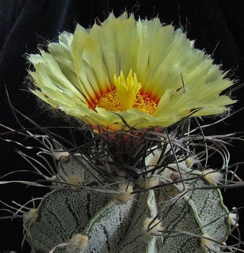 A Large Yellow Flower On Top Of A Cactus