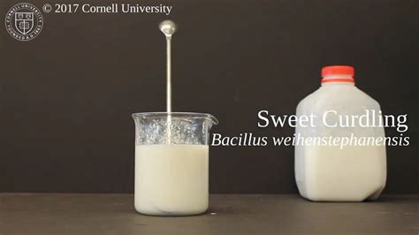 Sweet Curdling Of Milk Caused By Bacillus Weihenstephanensis Youtube