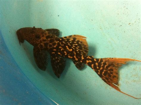 Pseudacanthicus Sp L273 Titanicus Pleco