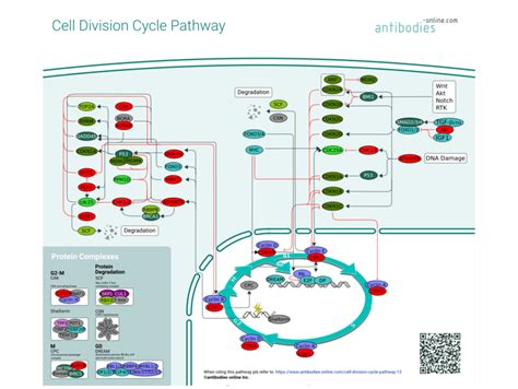 Pathways Cycle Cellulaire Anticorps Enligne Fr