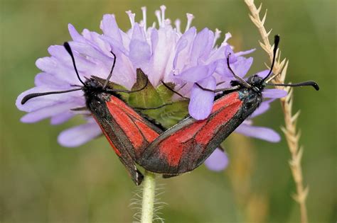 Paarung Bibernell Widderchen Thymian Widderchen Artenpa Flickr