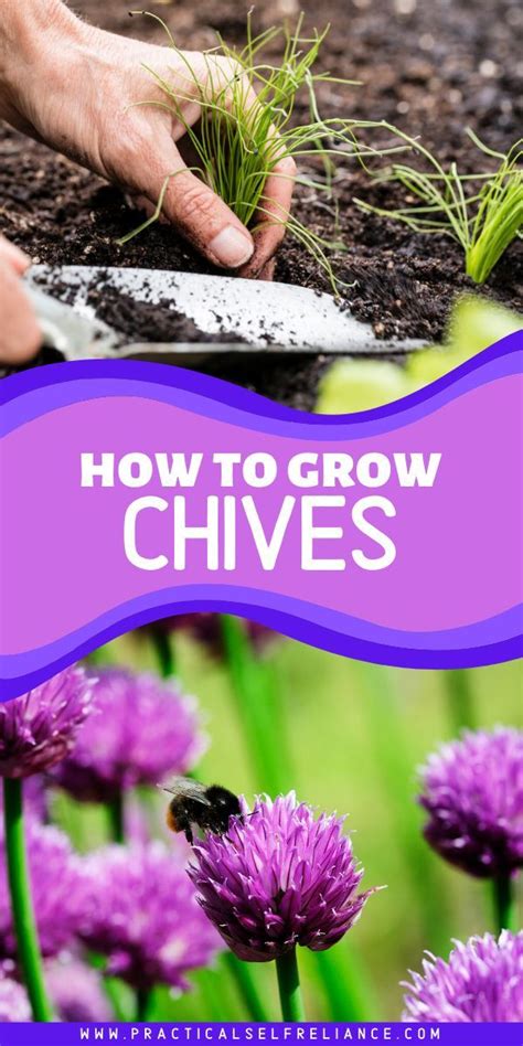 How To Grow Chives In 2020 With Images Growing Chives Chives Plant