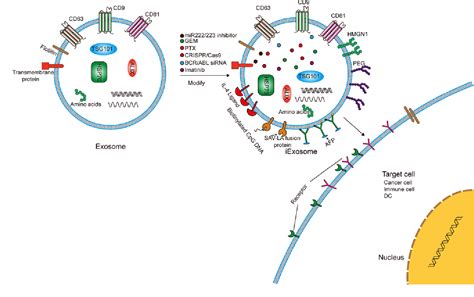 Figure From Roles Of Exosomes In Cancer Chemotherapy Resistance