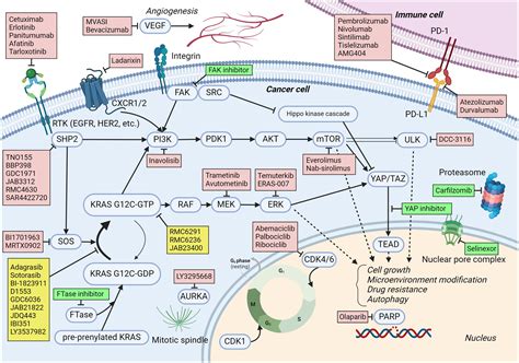 Frontiers KRAS G12C Inhibitor Combination Therapies Current Evidence