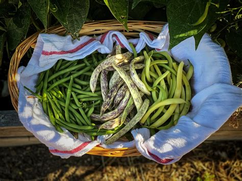 Aprende como cocer judías verdes para obtener el mejor sabor