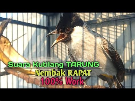 Suara Burung Kutilang Gacor Asli Tanpa Isian Ampuh Untuk Pikat