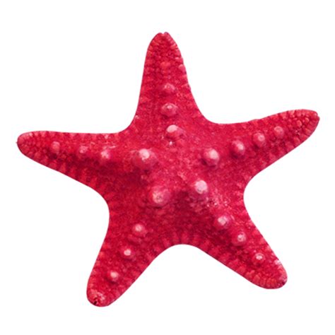 Transparent Starfish - 50+ Koleksi Gambar