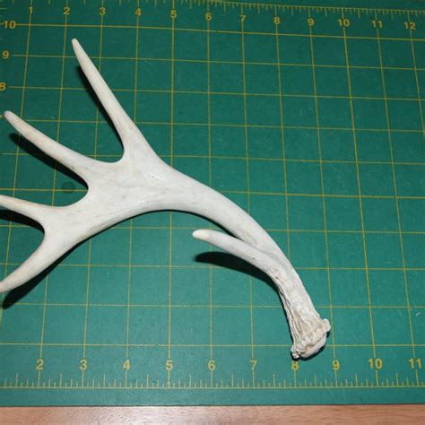 Elk Shed Antlers Etsy