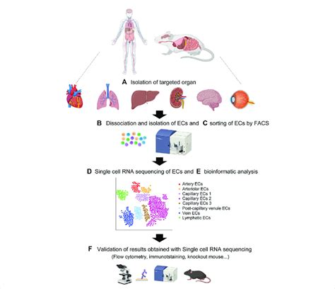 Overview Of Single Cell Rna Sequencing A Isolation Of Target Organ Download Scientific