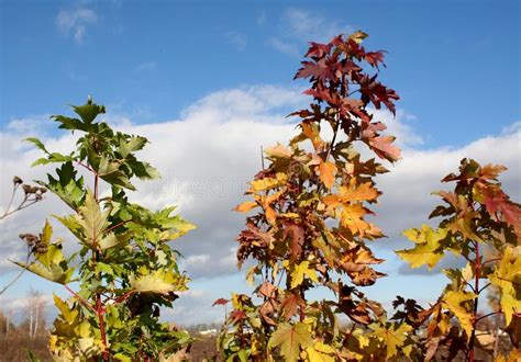 Maple leaves stock image. Image of maple, branches, beautiful - 103373855