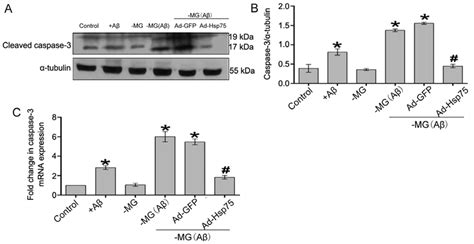 The Level Of Caspase Was Analyzed By Western Blot Analysis And