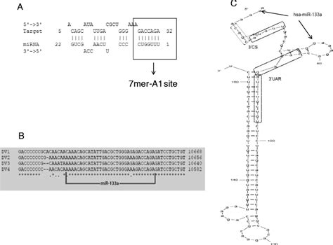 Human Mirna 133a Is Predicted To Target The 3utr Of Denv Using