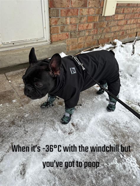 Canadian potty break: doggy snowsuit edition : r/Frenchbulldogs
