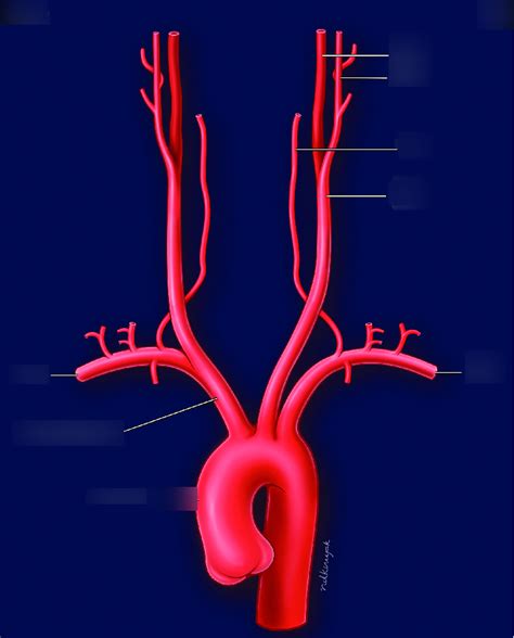 Week Extracranial Cerebrovascular Evaluation Diagram Quizlet