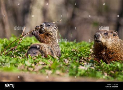 Petite Marmotte Mignonne Banque De Photographies Et Dimages Haute