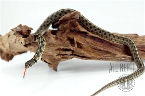 Texas Checkered Garter Snake - Reptiles