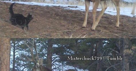 Oh Deer Imgur