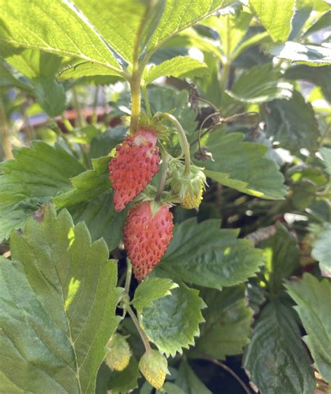 A Beginner S Guide To Growing Strawberries Tips And Tricks Garden Savvy