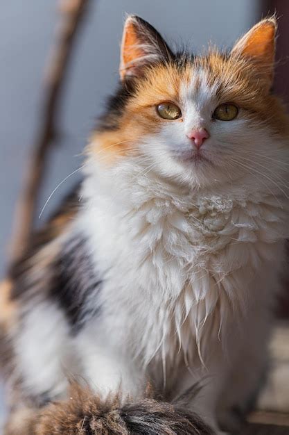 Premium Photo Portrait Of A Cute Fluffy Calico Cat Sitting Still