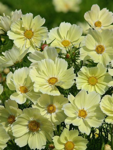 Cosmos Seeds For Sale 34 Varieties Annual Flower Seeds Annual