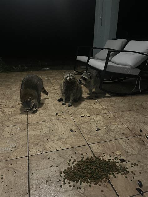 raccoon friends:,) : r/Raccoons