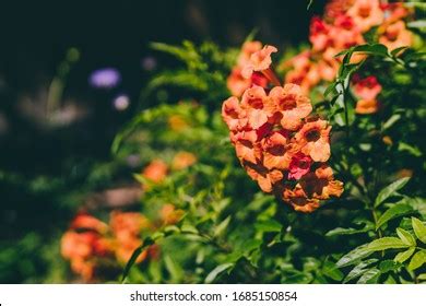 913 Tacoma flower Images, Stock Photos & Vectors | Shutterstock