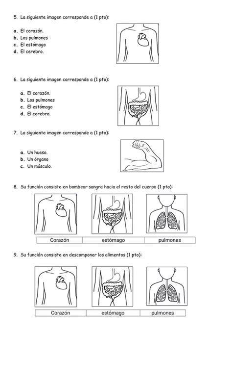 Evaluación Cs Naturales Órganos Del Cuerpo Humano Profe Social