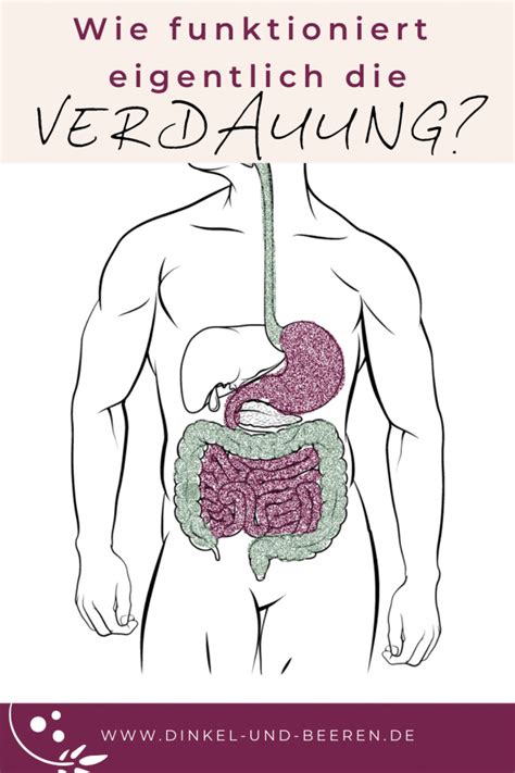 Verdauung Der Weg Der Nahrung Durch Den Körper Dinkel And Beeren