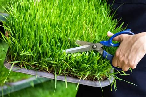 How To Grow Wheatgrass From Seeds At Home