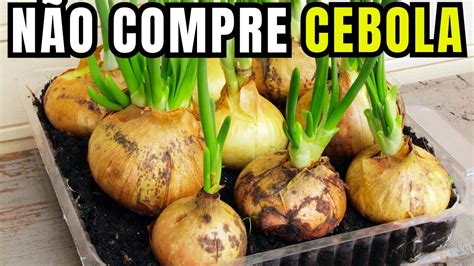 Como Plantar Cebola Em Vaso Melhor Forma De Plantar Cebola Em Casa