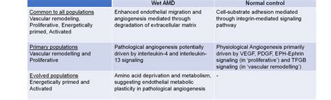 Wet Amd Endothelial Cells Reveal Pathological Angiogenesis Hallmarks