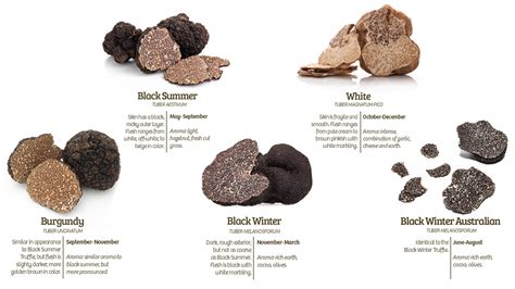 Types Of Fresh Truffles – Sabatino