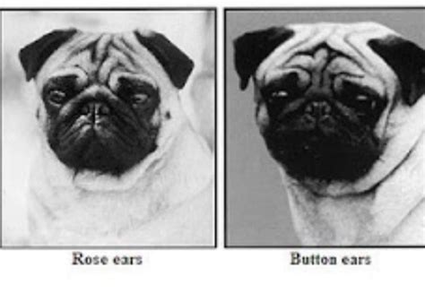 Why Do You Tape Pugs Ears