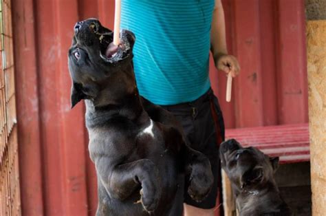 Cane Corso Size How Big Is Cane Corso Full Grown Your Mastiff